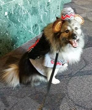 Winged Monkey Dog Costume | BaxterBoo