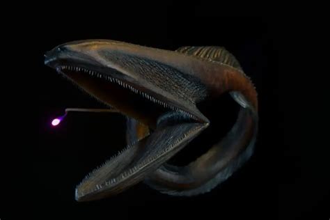 Meet the Gulper Eel: The Deep-Sea Predator with an Unusual Appearance - Animal's Look