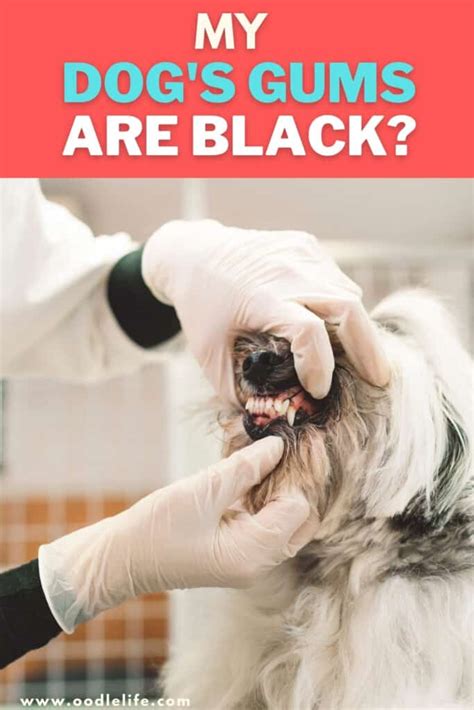 Dog Gums Are Black - Is This Normal? - Oodle Life