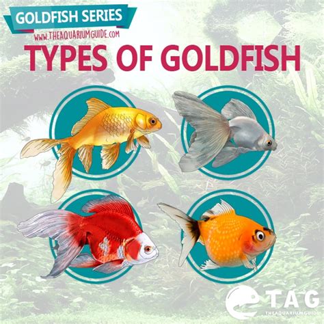 Goldfish Series - Types of Goldfish - The Aquarium Guide