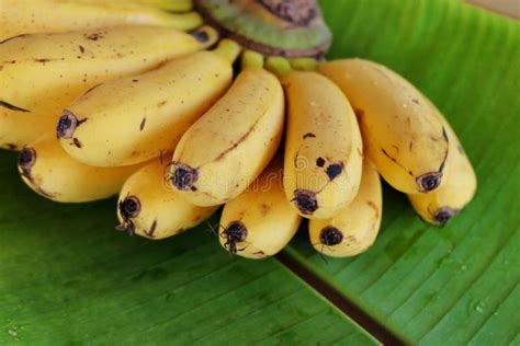 Latundan banana. stock image. Image of bananas, yellow - 49397349