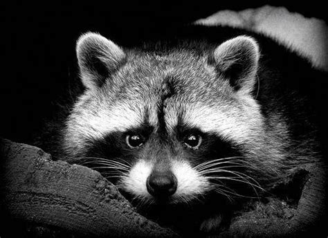 raccoon #blackandwhiteanimalphotography | Animals Pictures - Black and White | Animals black ...