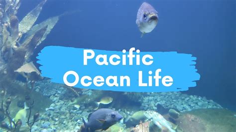 Pacific Ocean Underwater Marine Life - YouTube