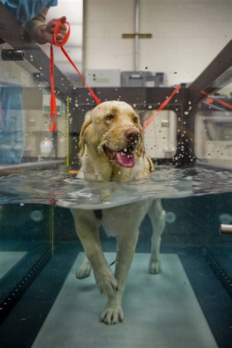 Get Up and Go!: Dogs With Arthritis: Hydrotherapy