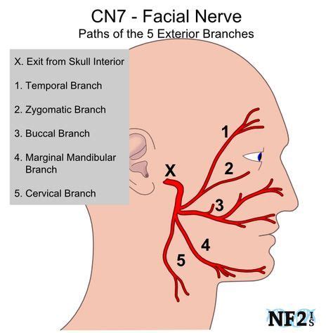 10+ Best Facial nerve branches images | medical knowledge, medical ...