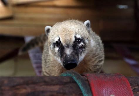 Northumberland College Zoo keeps its doors shut to visitors during Tier 3 - Chronicle Live