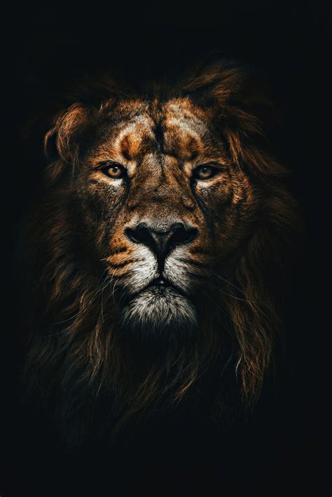 Dark Wallpaper Lion