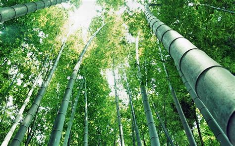 Awesome Bamboo Forest, Chinese Bamboo Forest, HD wallpaper | Peakpx