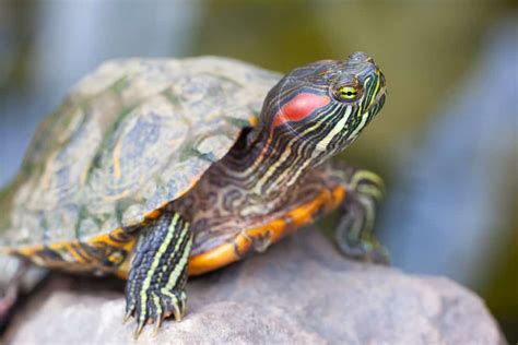 What Do Red-eared Slider Turtles Eat? (Diet, Care & Feeding Tips)