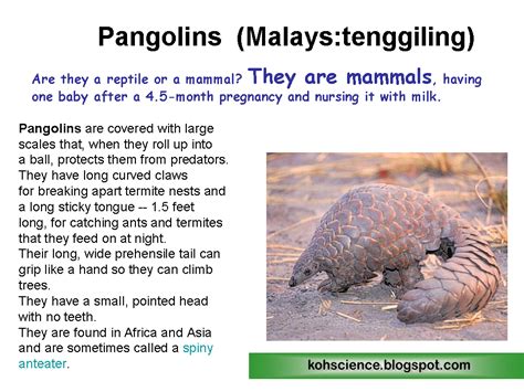 Explore to Koh's Science World ( Blog Sains): Tenggiling (Pangolins) 穿山甲