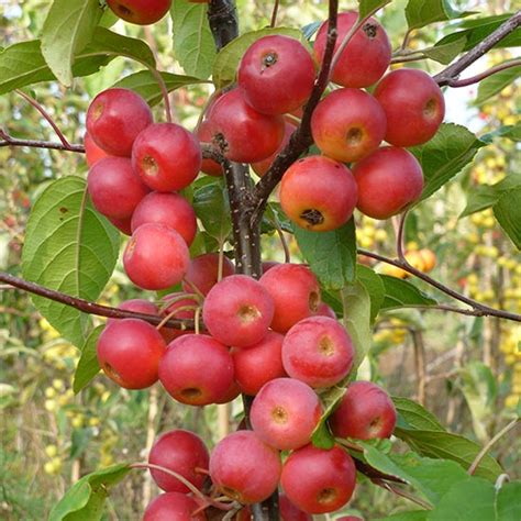 Malus 'Gorgeous' (Crab Apple Tree)