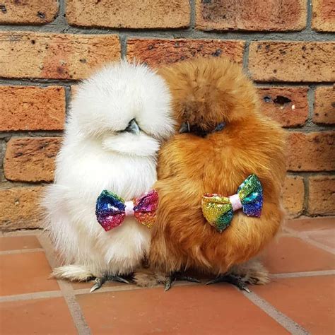 Top 8 Friendliest Chicken Breeds (Best Pet Chickens With Pictures)