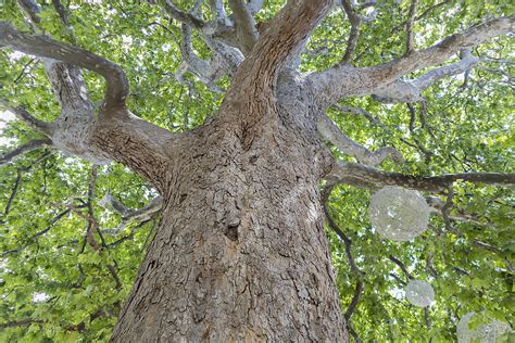 worlds largest Sycamore tree | Timberland Tree Care