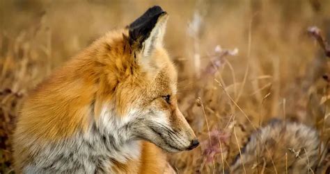 What Eats Foxes? Ultimate List of Fox Predators (9 Examples)