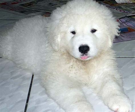 Kuvasz - All Big Dog Breeds