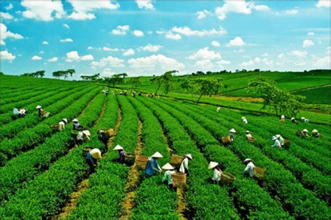 A Guide to Opportunities in Vietnamese Agriculture | Vietnam ...