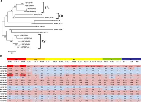 Expression level of heat-shock (HSP70) genes. (A) Neighbour-joining... | Download Scientific Diagram