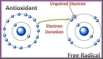 Free radicals vs antioxidants. - Wellbeing Bristol