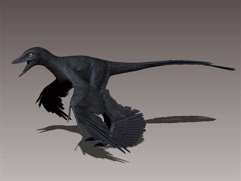 Image - Microraptor black.jpeg | Dinopedia | FANDOM powered by Wikia