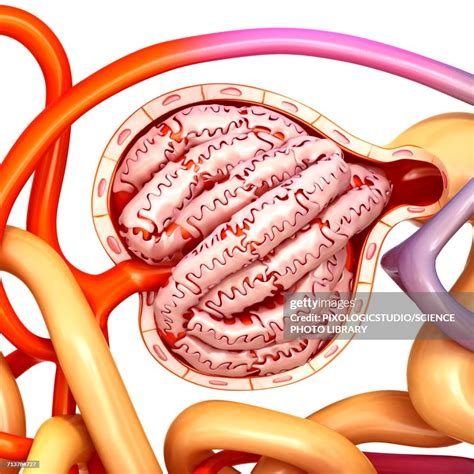 Glomerulus Structure In A Kidney Illustration High-Res Vector Graphic - Getty Images