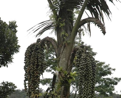 Gula Semut Aren (Palm Sugar, Crystalic Palm Suicker): Pohon Aren (Kawung)