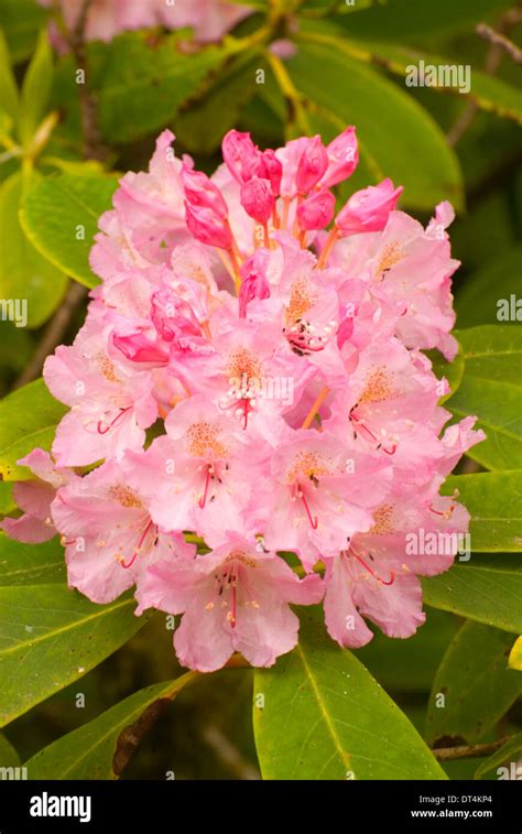 Pacific rhododendron (Rhododendron macrophyllum), Oregon Dunes National ...