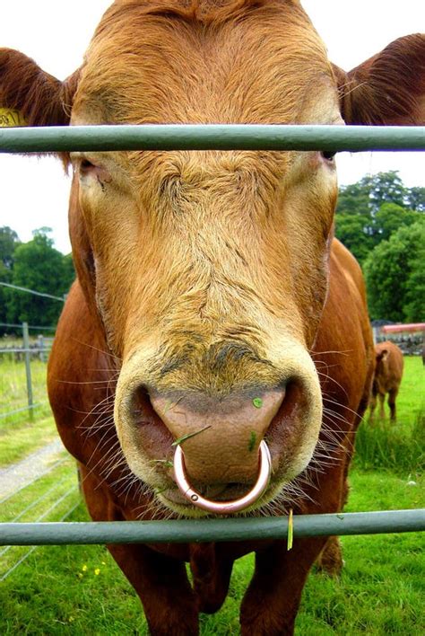 Cow Nose Ring Stock Photos - Download 234 Royalty Free Photos