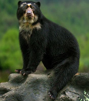 Spectacled Bear | Facts About All