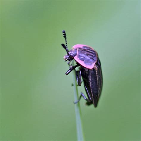 Bug Lady Blog - Margined Carrion Beetle - Riveredge Nature Center