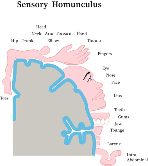 Cortical Homunculus Model - Infoupdate.org