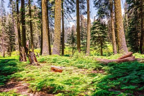 Best Hiking and Backpacking Trails in Sequoia National Park, California | Skyblue Overland