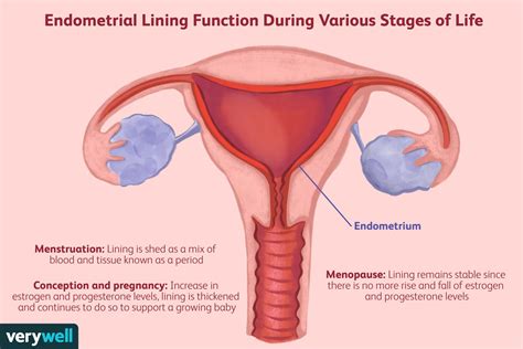 Endometrial Lining: Normal & Abnormal Thickness, Remedies