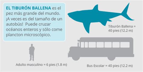 Tiburón Ballena | WWF