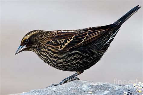 Female Red-winged Blackbird Photograph by Robert McAlpine - Fine Art America