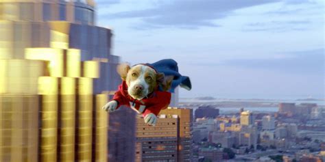 15 Cute Disney Dog Movies You Must Watch - Disney Trippers