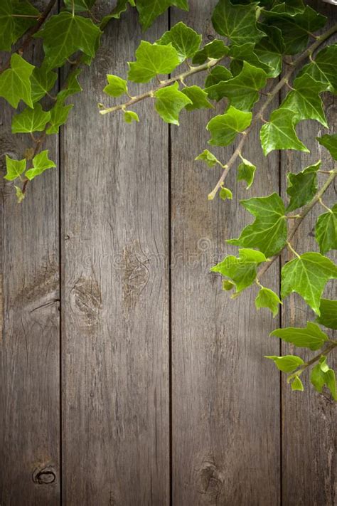 Wood And Ivy Background. Ivy growing on an old wood fence background ...