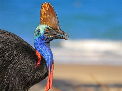 Where Do Cassowaries Live? (Habitat + Distribution) | Birdfact