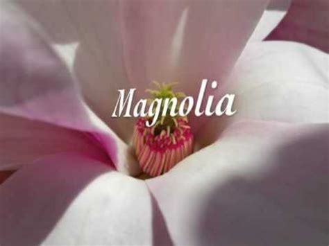 Magnolia - Song - YouTube