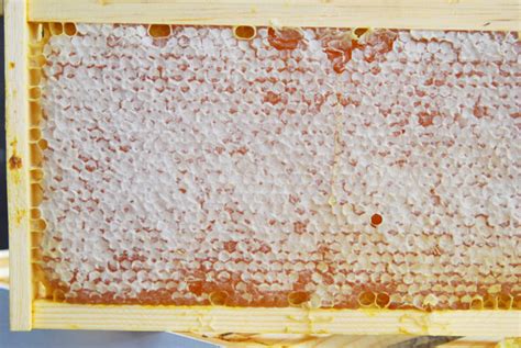 Honey Harvesting Equipment and How-to! • Longbourn Farm