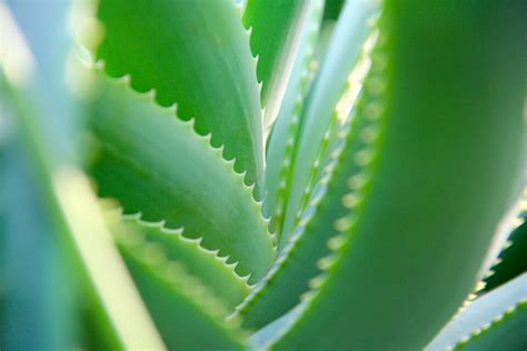 Allergic to Aloe Vera in Skin Care? Maybe not! Find out Here!