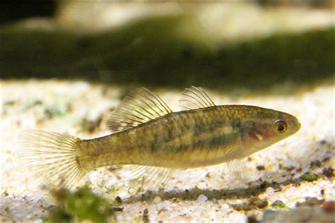 fish | Fish at the Sydney Aquarium in Sydney / Australia. | Rupert Ganzer | Flickr