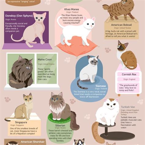 Guide for Cat Breeds {Infographic} - Best Infographics