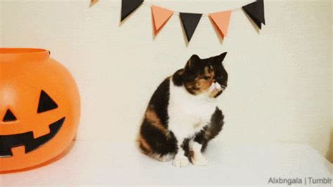 - Happy Halloween from Pudge [X] | Happy halloween gif, Cat gif, Halloween gif