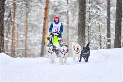 Husky sled dog racing 21741505 Stock Photo at Vecteezy