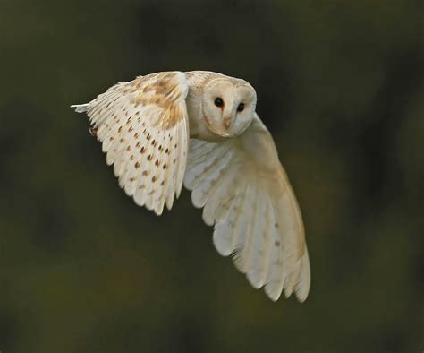 🔥 [50+] Barn Owl Wallpapers | WallpaperSafari