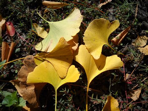 Divers and Sundry: Gingko Trees