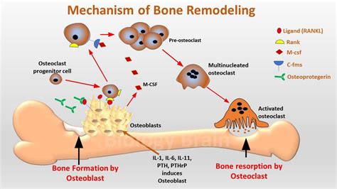 The Remodeling of Bone Is a Function of Which Cells - JoannaminDaugherty