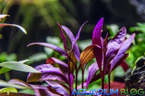 ALTERNANTHERA SESSILIS - Aquarium Blog