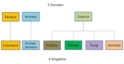 Biology Domains And Kingdoms Chart