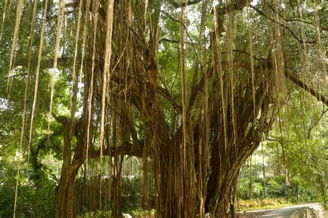 lahaina banyan tree history - Lakenya Mccallister